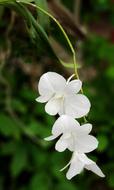 white flowers on a branch on a green background