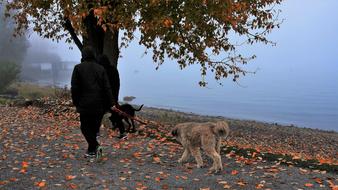 man walking his dogs in the park