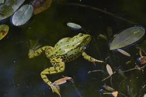 Water Frog Amphibians Green