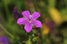 Nature Flower No One