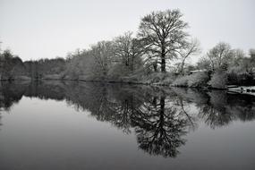 Reflection Tree Landscape