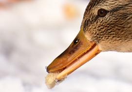 Duck Mallard Eat