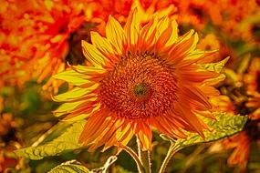 Sunflower Plant Nature