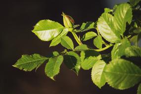 leaves on a branch macro
