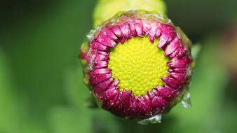 Nature Flower Summer