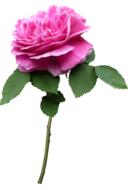 Stem Rose Pink