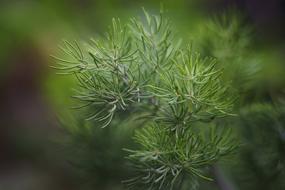 Leaves Flower Outdoors
