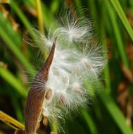 fluffy flower in the leaves