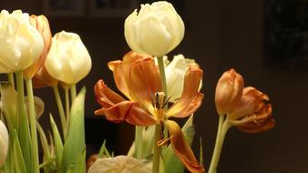 Nature Flower Tulip