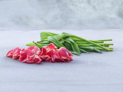 Still Life Frozen Tulips Pink