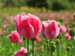 Poppy Opium Pink