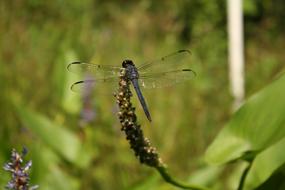 Dragonfly Nature