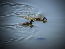 Water-Level Ducks view