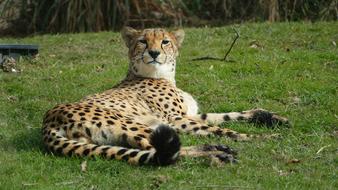 Wildlife Mammals Nature Animal