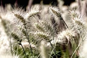 Nature Plant Growth