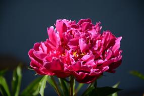 Pivońka Flower Garden