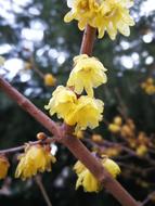 Branch Tree Plant