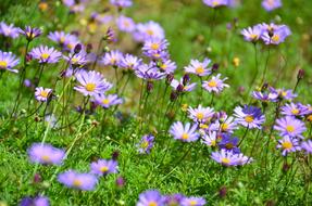 Flower Garden Nature