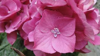 Flower Hydrangea Macro Phyla