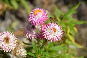 Flower Natural Nature