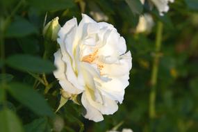 Inner Wheel Rose White