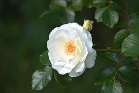 a beautiful white flower in the garden