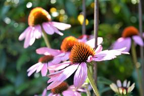Echinacea Purpurea Coneflower