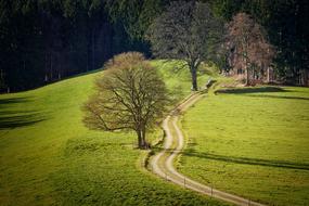 Tree Landscape Grass