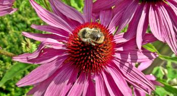 Flower Echinacea Purpurea Nature