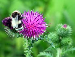 Nature Close Up Thistle