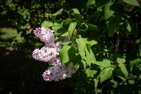 Lilac Flower Spring