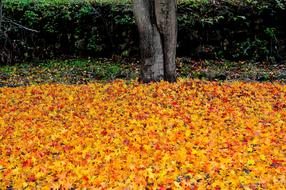 Nature Of Order Autumn