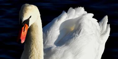 Swan Water Bird Nature