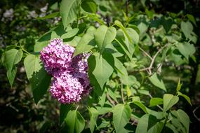 Lilac Flower Spring