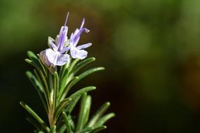 the little purple flower on the stems