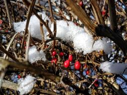 Snow Berries Berry Red