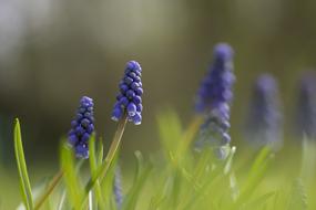 Muscari Green Summer
