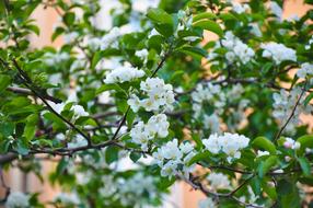 Spring Bloom Flowers Flowering