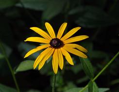 Flower Blossom Bloom