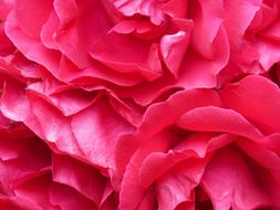 Roses Petals Texture