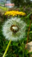 Nature Plant Taraxacum