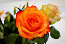 Rose Still Life Colorful