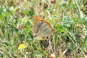 Nature Insect Outdoor