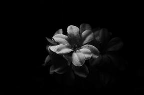 Flower Nature Monochrome