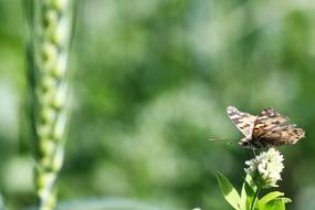 Nature Outdoors Leaf