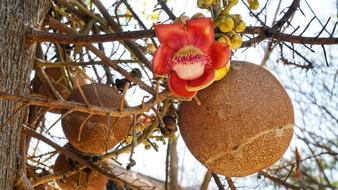 Cannon Ball Tree Flower Scented