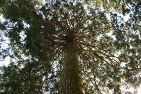 Woods Forest I