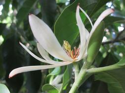 White Champak Flower