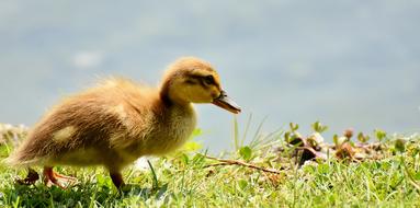 cute little duckling in the grass