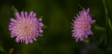 Nature Landscape Field-Widow